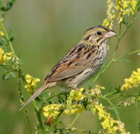 Henslow's Sparrow photo by Mark Brown